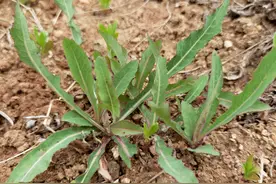 这菜全身是宝，却常被人“嫌弃”，比荠菜还营养，错过再等一年！图片