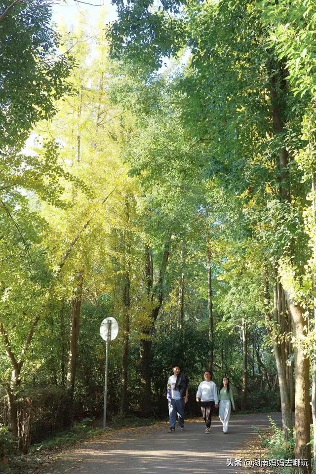 藏不住了!望城这片小众银杏秘境已到最佳观赏期,还能露营、骑行、摘果子