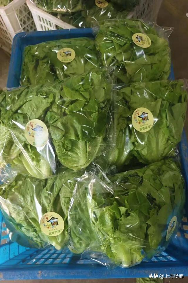 周末来复兴岛，做休闲“岛民”