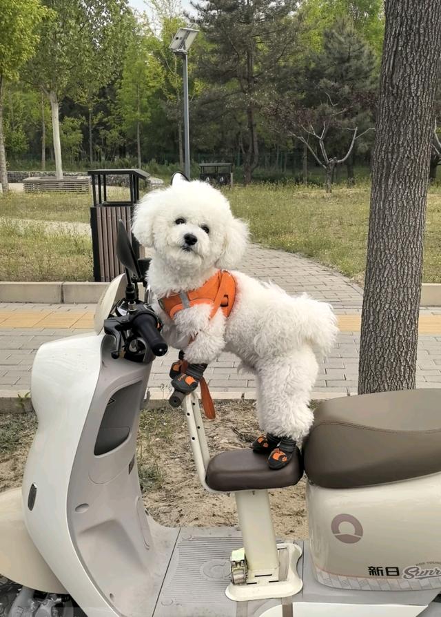 笑死了！每个骑电动车拿快递的铲屎官，都欠狗子一个道歉，哈哈~
