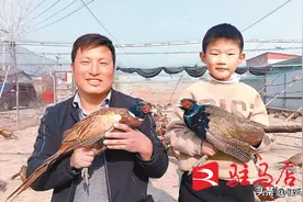 上蔡县五龙镇：七彩山鸡生出“金蛋蛋”图片