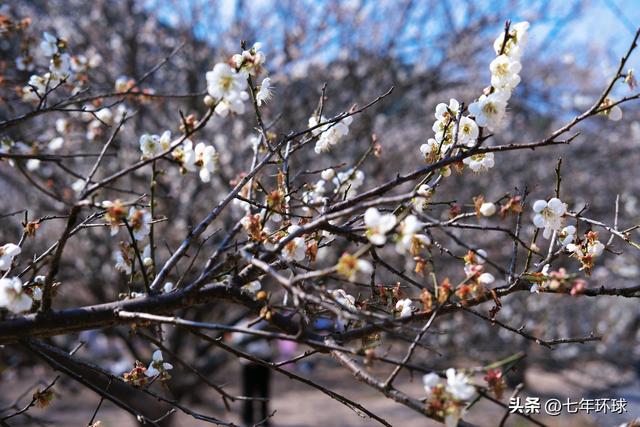 南方人有自己的雪：永泰赏梅指南