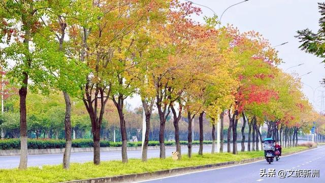 红枫公路、孤独的树......新洲这波秋日「隐藏款」，你知道几个？