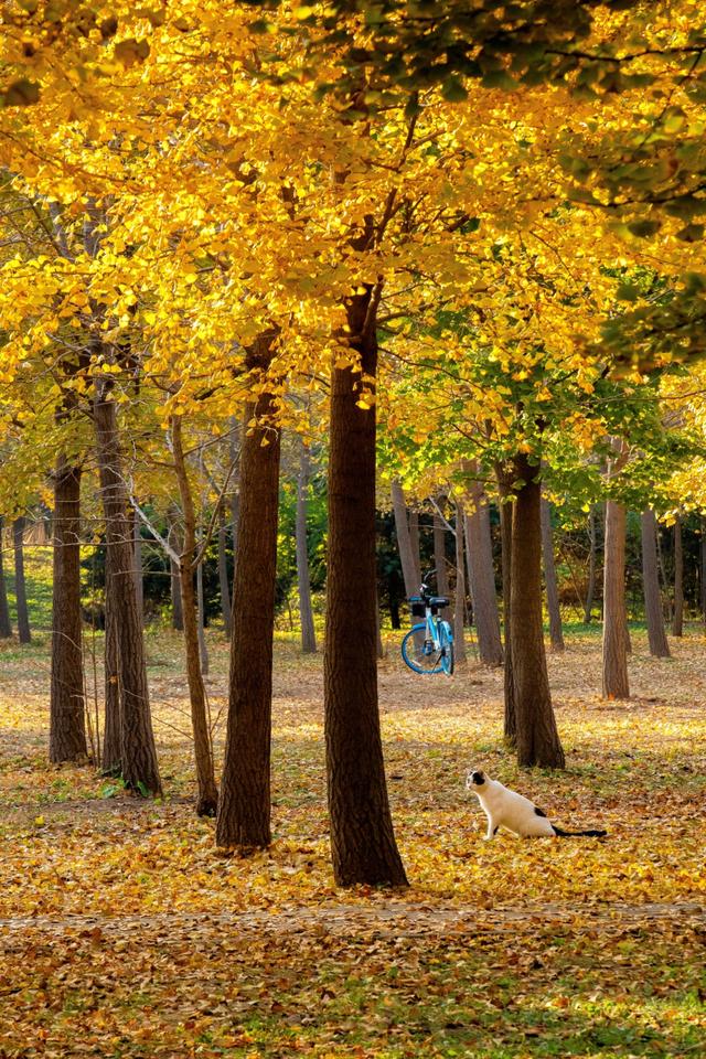 北京秋天金黄色的秘境公园，不收费的东坝郊野，已美成金色海洋