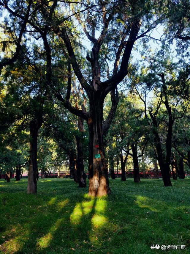 这个秋天，我在地坛