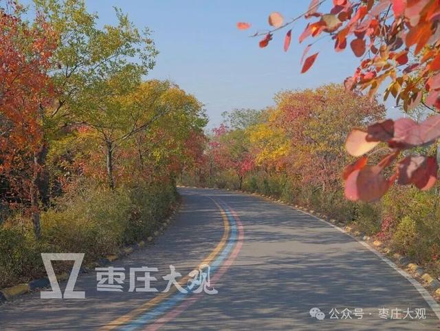 实拍枣庄牛郎山进入红叶观赏期！