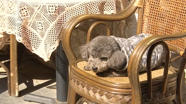 收藏这份“鎏金地图”，喝咖啡、拍银杏、晒太阳