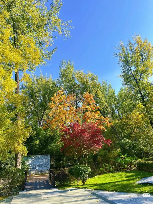 叶落临沂，步步皆是诗意画卷