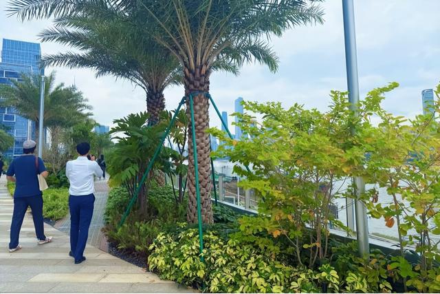 绝美！广州这座“空中花园”对外开放！不少街坊前去打卡