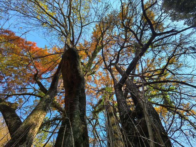 后叶村的古银杏浅唱低吟