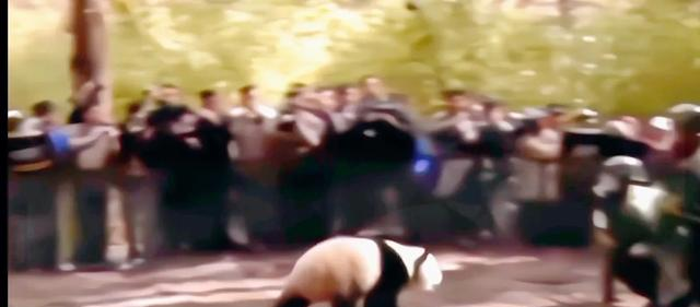 5岁半在野外被同类打死，奶爸一夜白头