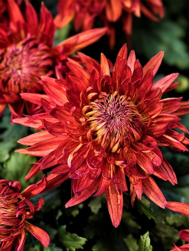 福州西湖公园2025年菊花展