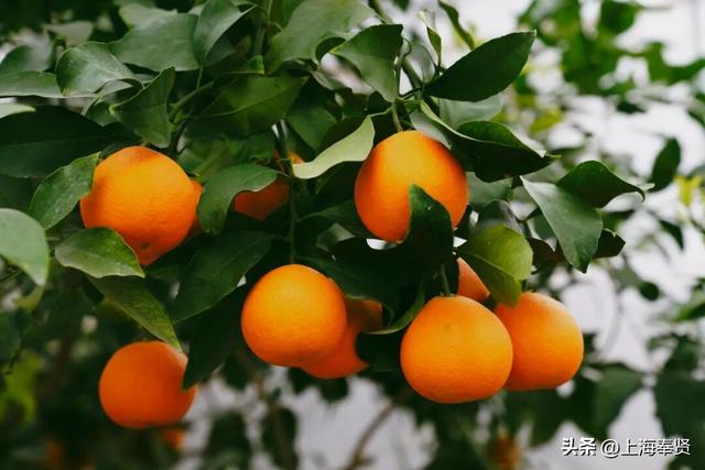 山河入秋，奉城尽染！