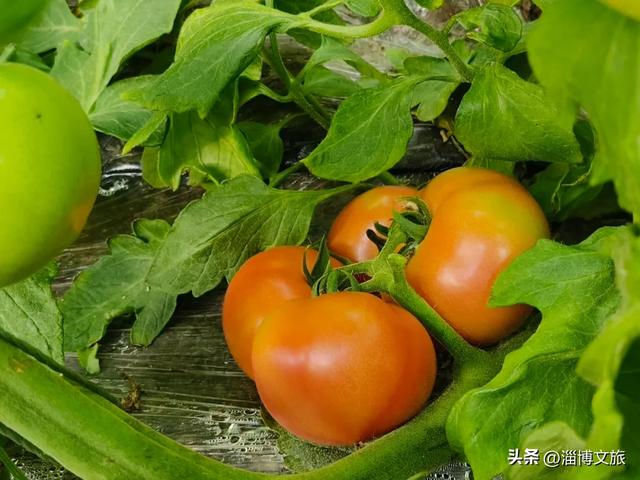 定了!12月6日-7日,就在淄博这里→