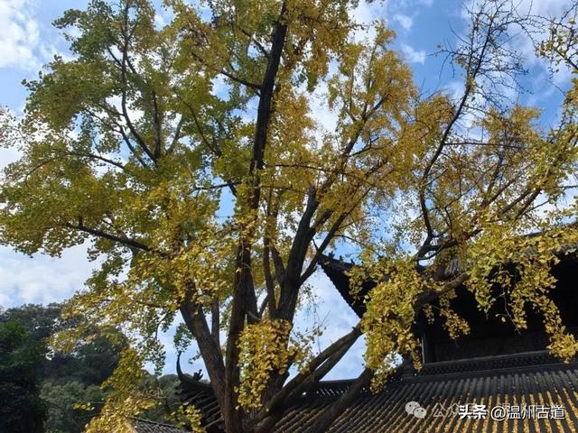 一树金黄，满城风雅！温州这棵著名的古寺银杏再不去就要落叶了