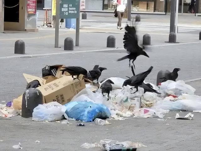 日本骂中国吃乌鸦！结果反被扒食鸦历史，还拿乌鸦做成刺身