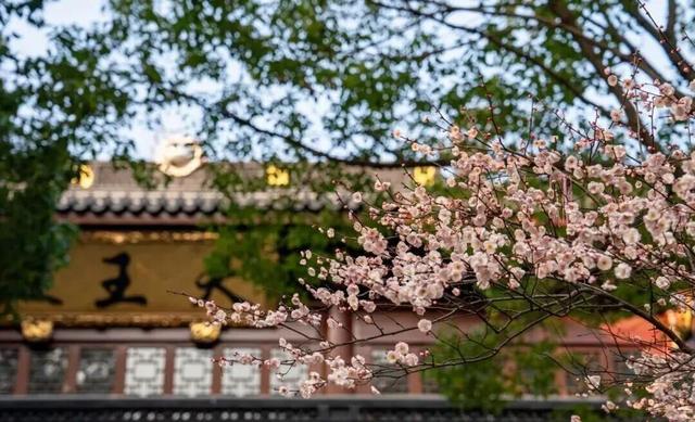 赴一场春日之约！浙江这些赏花地等你来