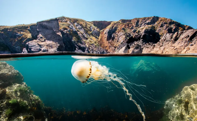 《海陆的起源》：魏格纳和“大陆漂移学说	”