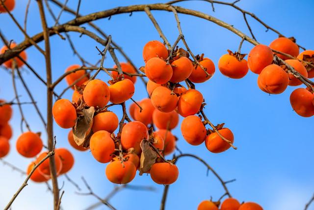 陕西宜君初冬：满枝红柿 一径清甜