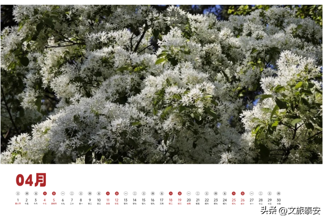 泰安文旅版日历上新~四季美景全收藏，是礼物，更是请柬→