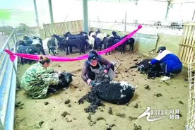 平定县：女羊倌的田园牧歌图片