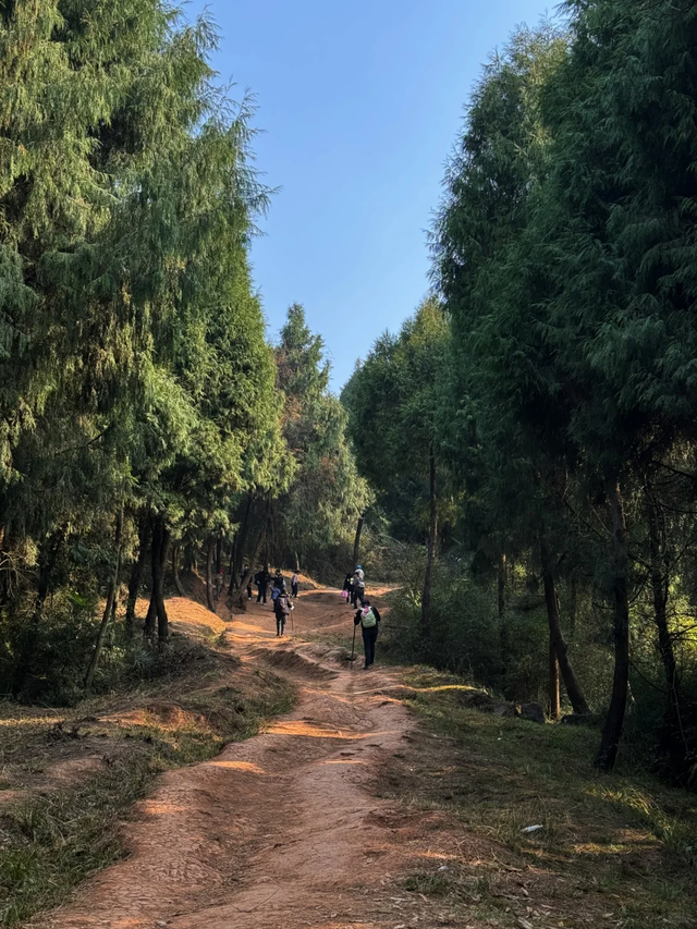 成都周边1h！公交直达的野趣山脊，新手亲子徒步首选！