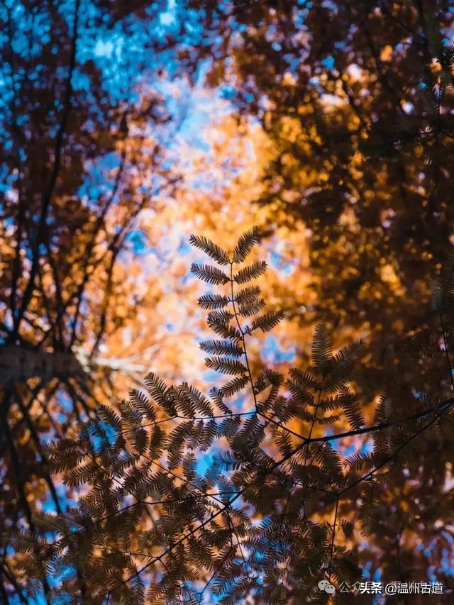 邂逅初冬醉美泽雅风情！藏于乡野的冬日艳遇，每个转角都有惊喜！