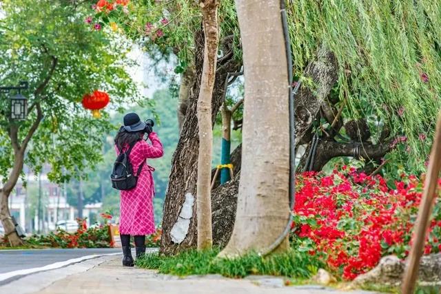 初冬“梅”好时光已至，惠城处处皆“花路”