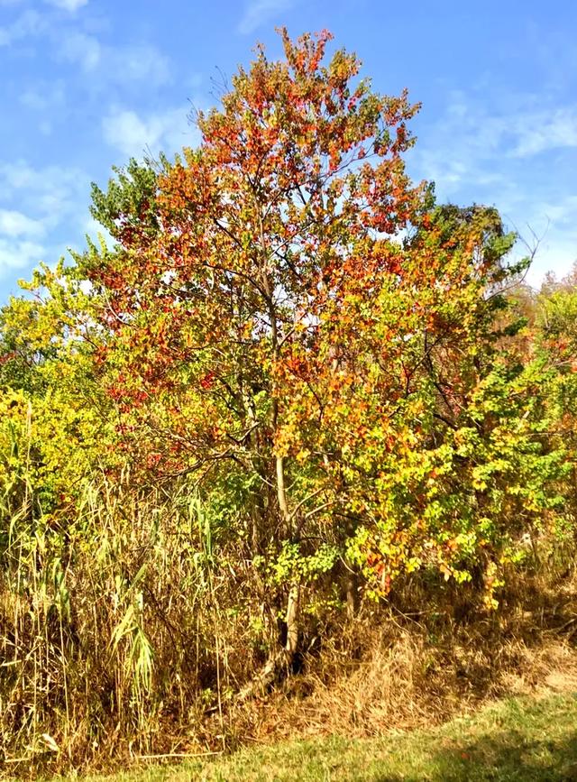 秋色斑斓美如画