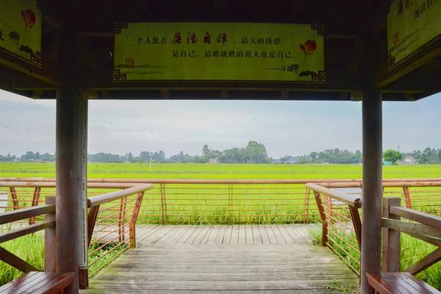 稻浪、长廊、观景台……新津宝藏乡村，“丰”景入画