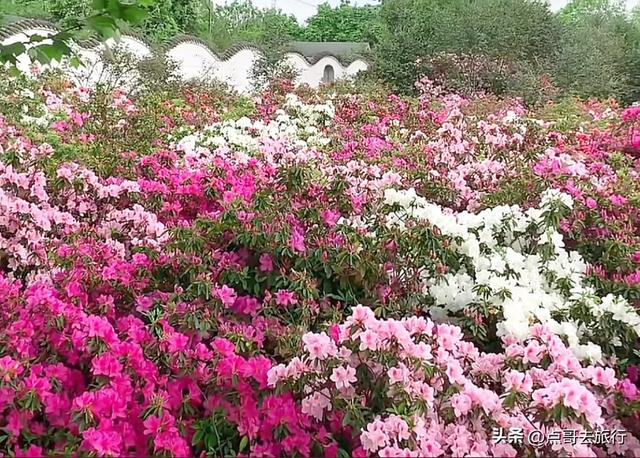 成都公园最大规模杜鹃花开了，200多亩花开成海，不要门票！