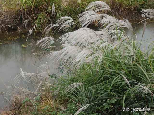 豫客纷至安陆，共赏银杏芦花绘初冬