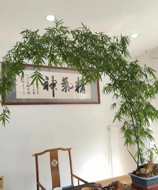 女子晒老公养的花，直呼“好恶心，想扔掉”，网友：扔哪，我去捡