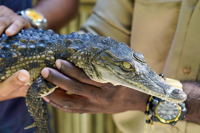 迪拜隐藏版野性目的地｜近距离看“巨齿王”的一天
