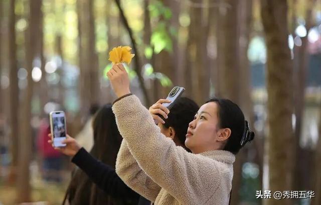 去版筑翠园，在“无尽梦银杏节”中打卡冬日休闲金色盛宴