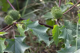 农村全株有毒的植物曼陀罗，它也有3个厉害的用途，很多人不了解图片