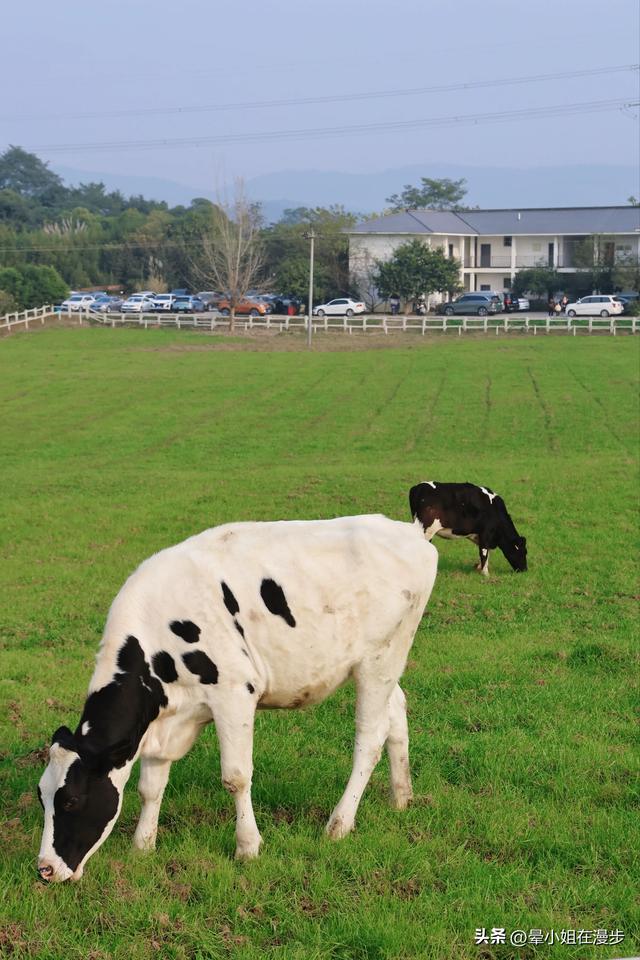 成都周边的“新西兰”牧场，看奶牛、喂萌宠、吃烧烤，被自然治愈