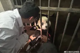 重庆动物园：特邀专家对大熊猫“渝爱”右眼周受伤情况会诊，未发现皮炎等症状图片