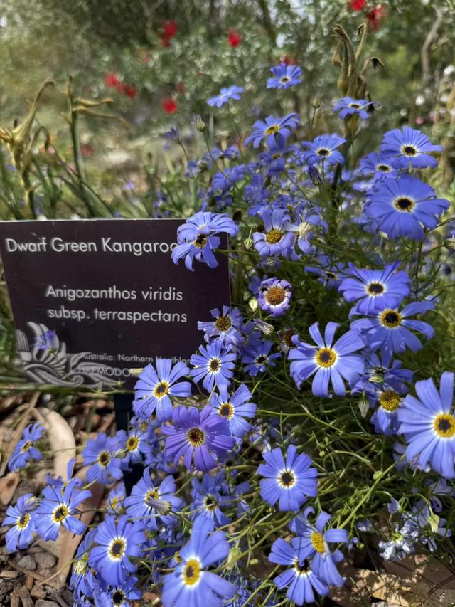 澳大利亚22日世界文化遗产与自然之旅游记