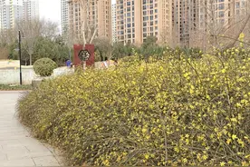 赏花游园 开启春日好时光——东环公园春日赏花指南图片