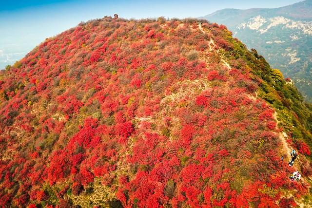 枫景如画，秋色满城！陕西这5个红叶观赏地，每一帧都是大片