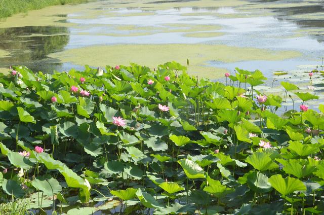 到铁岭市荷花湖与“荷”你一场美丽相遇