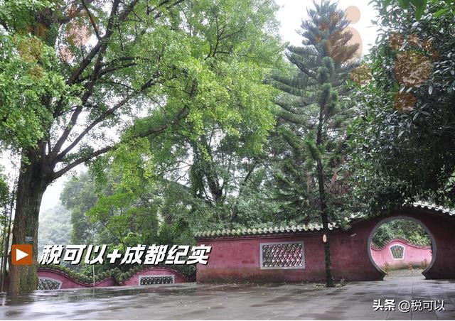 走进崇州大明寺，被两棵1500岁的楠树震撼到了！
