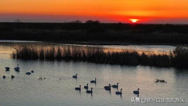 【马力全开贺新春】黄河口2026新春预告|潮玩湿地,解锁马年N种打开方式