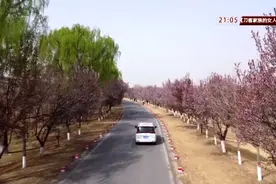 颜值“爆表”！济南黄河大堤30里紫叶李大道进入最佳观赏期图片