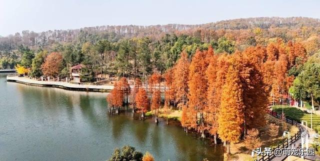 走进蔡甸九真山，池杉变色如调色盘，城市烦躁瞬间消解