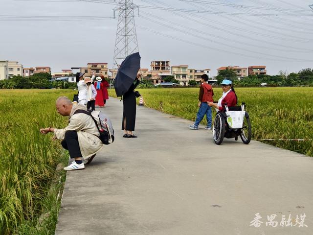 番禺区这片稻田变身网红打卡地，地铁直达“金色浪漫”游客纷至沓来