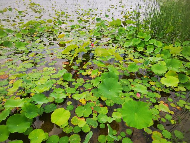 手机被1.4万张照片撑爆，我才明白这个道理