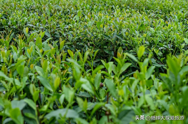 杭州深处的“神仙秘境”，拥有茶海、水库、山道，80%游客不知道