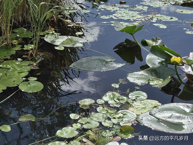 大沼泽地美国国家公园（迈阿密游记三）